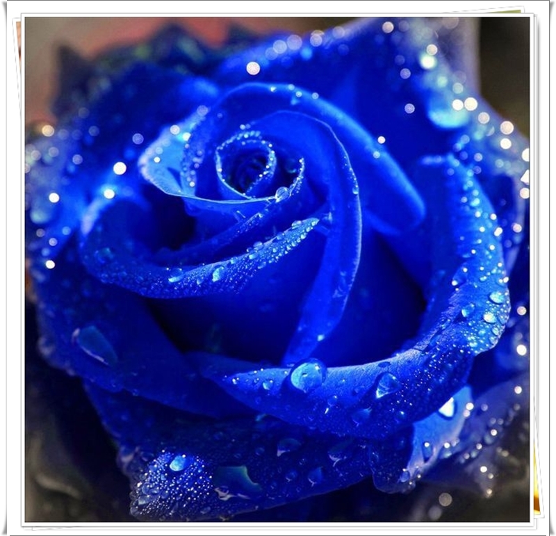 2 Синя роза